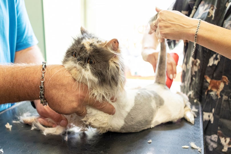 het verzorgen van de Perzische kat in de trimsalon voor huisdieren