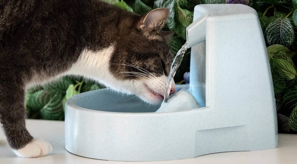 kat drinkt water uit fontein