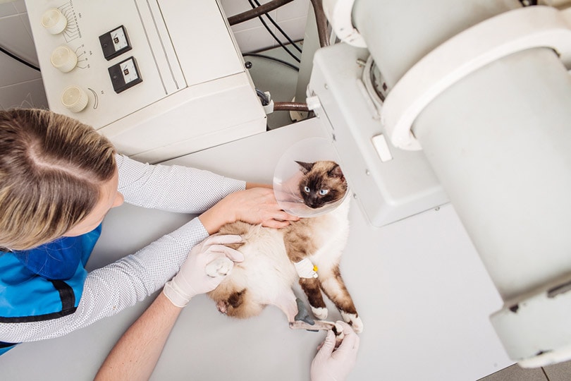 dierenarts die kat onderzoekt in röntgenkamer