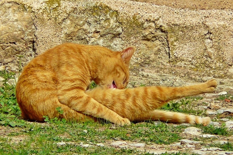 Oranje kat likt zijn kont