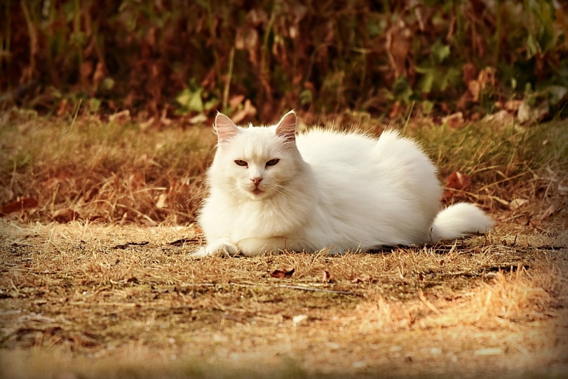 Witte kat ligt op droog gras