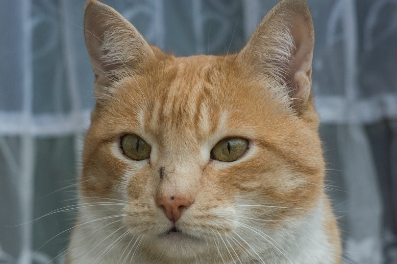 Oranje kat met mug op zijn neus