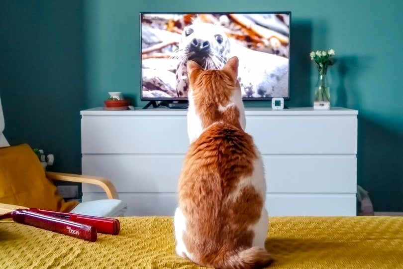 Kat kijkt aandachtig naar de TV