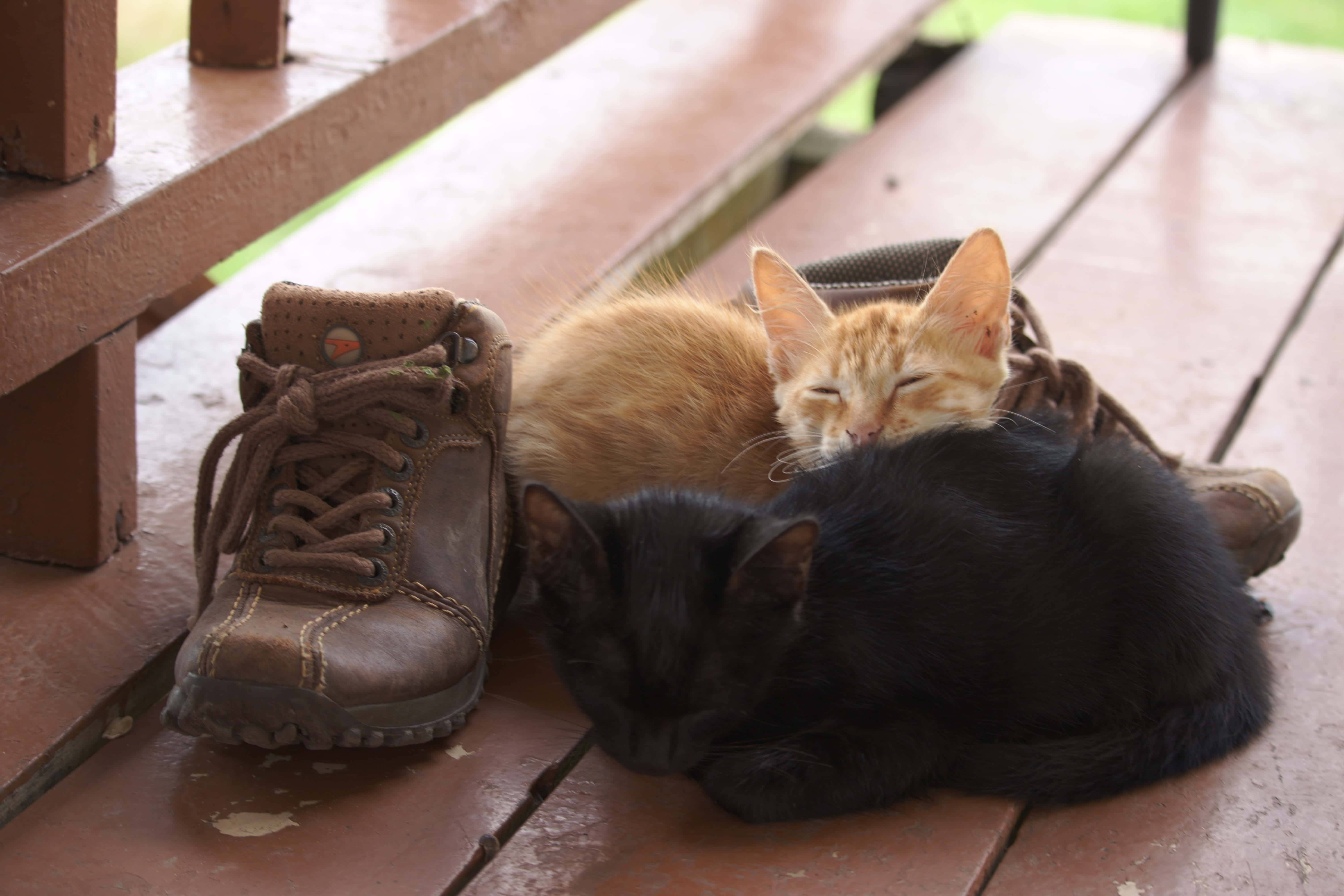 katten slapen bij leren laarzen
