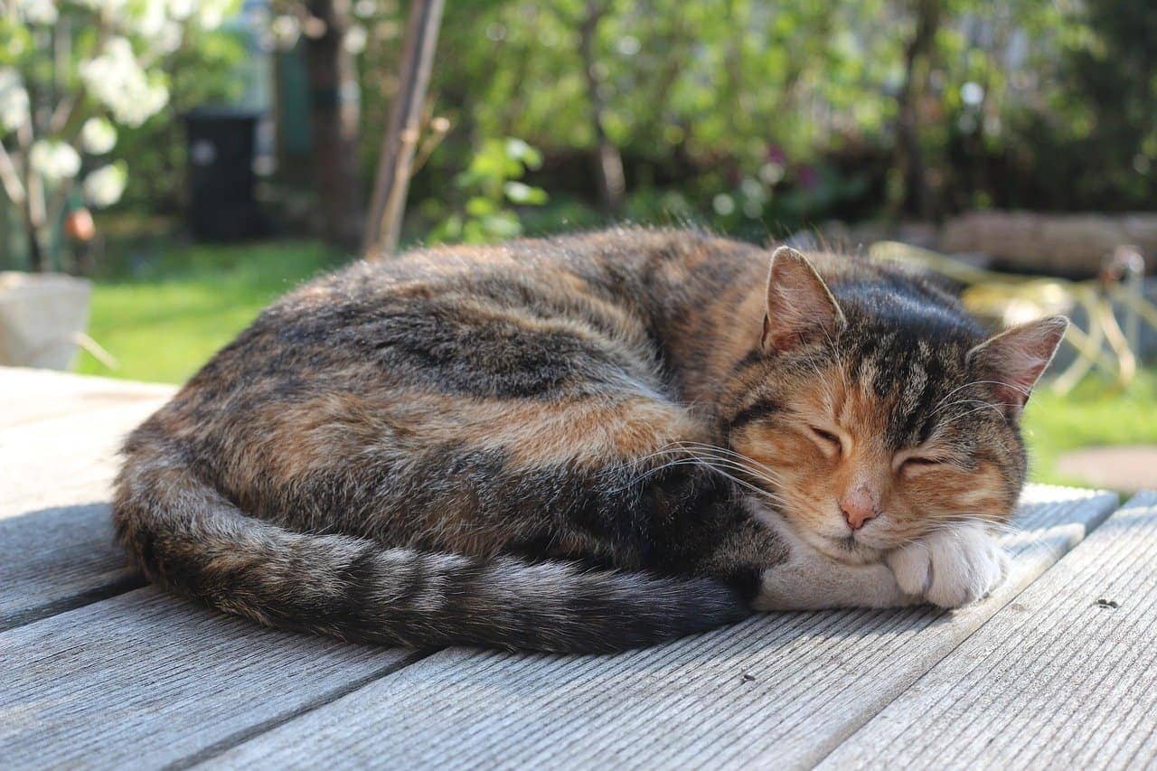 kat slaapt op de patio