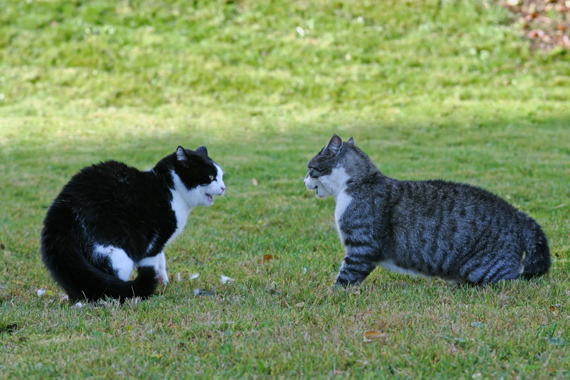 katten in gras