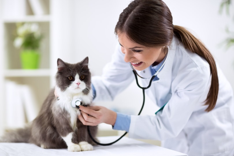 dierenarts die de toestand van de kat in de dierenkliniek controleert