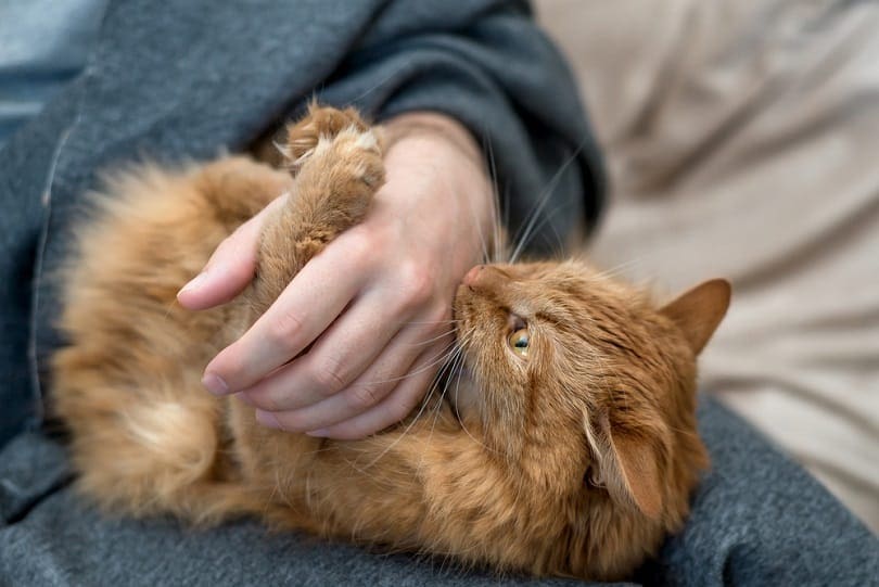 een rode huiskat bijt in de hand van zijn eigenaar