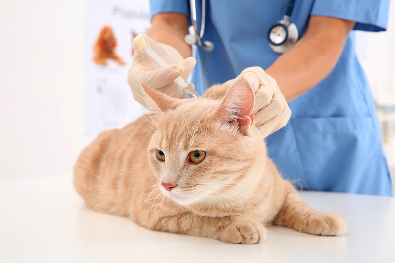 Dierenarts geeft injectie aan kat