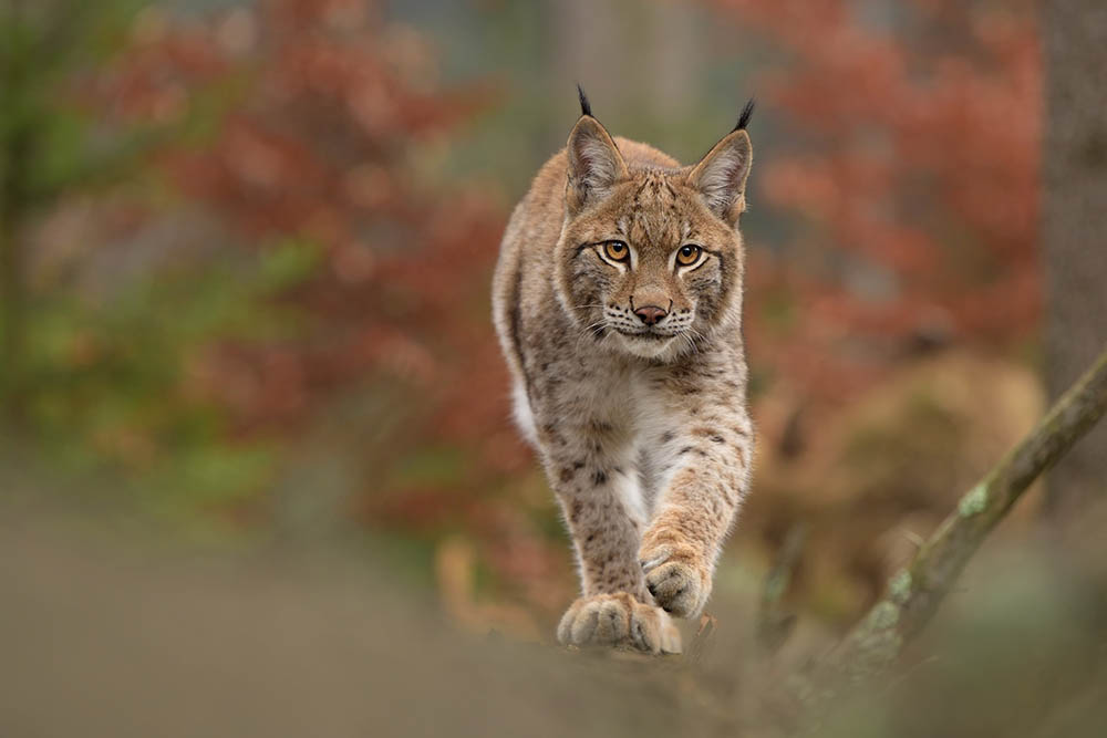 Euraziatische lynx_Lubomir-Novak_Shutterstock