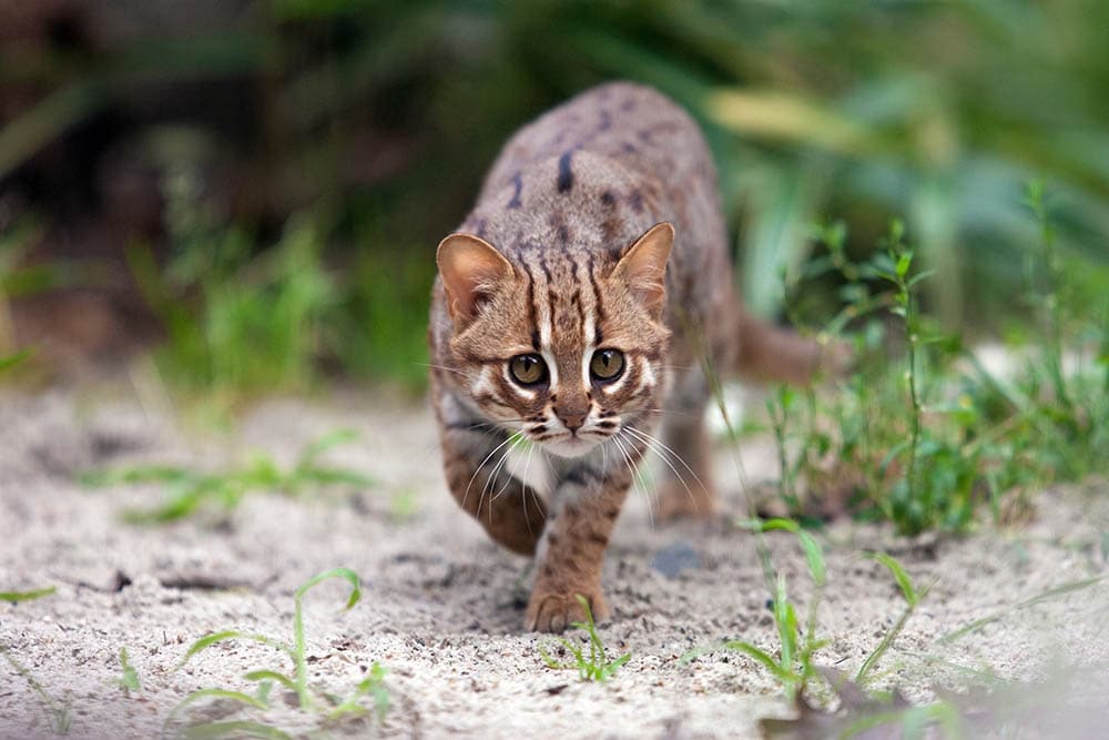 Rusty-spotted-cat-stalking-her-prey_Felineus