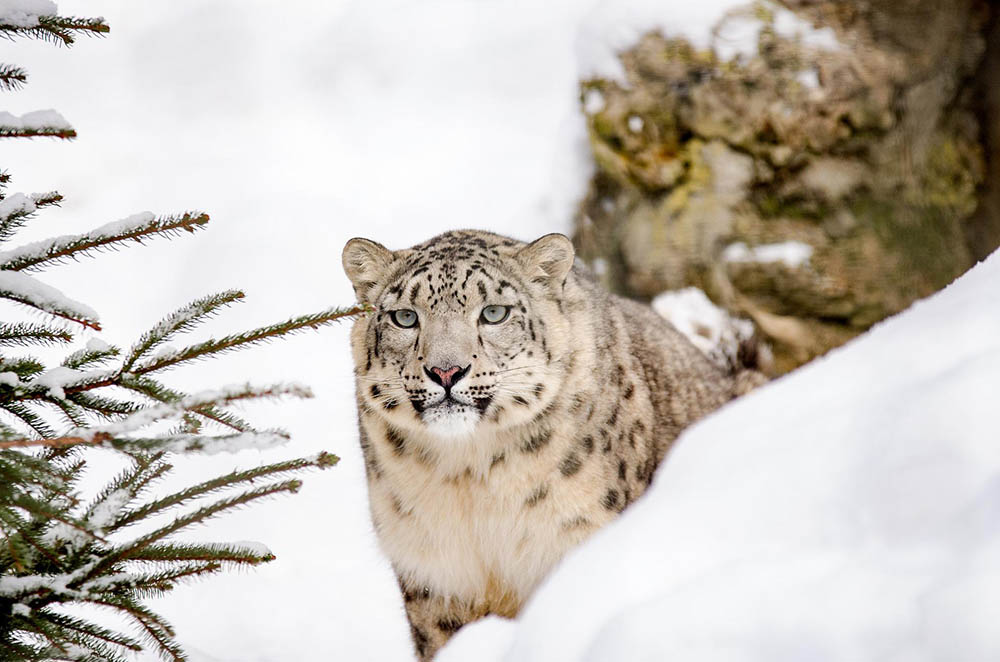 Snow leopard_strichpunkt_Pixabay