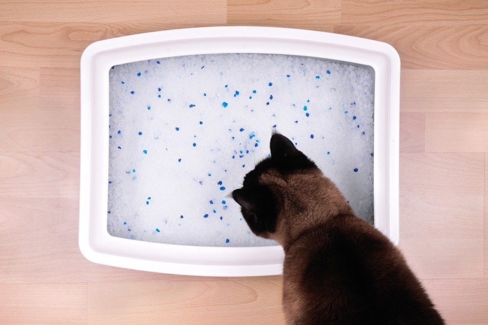 kat kijkt naar kristallen kattenbakvulling