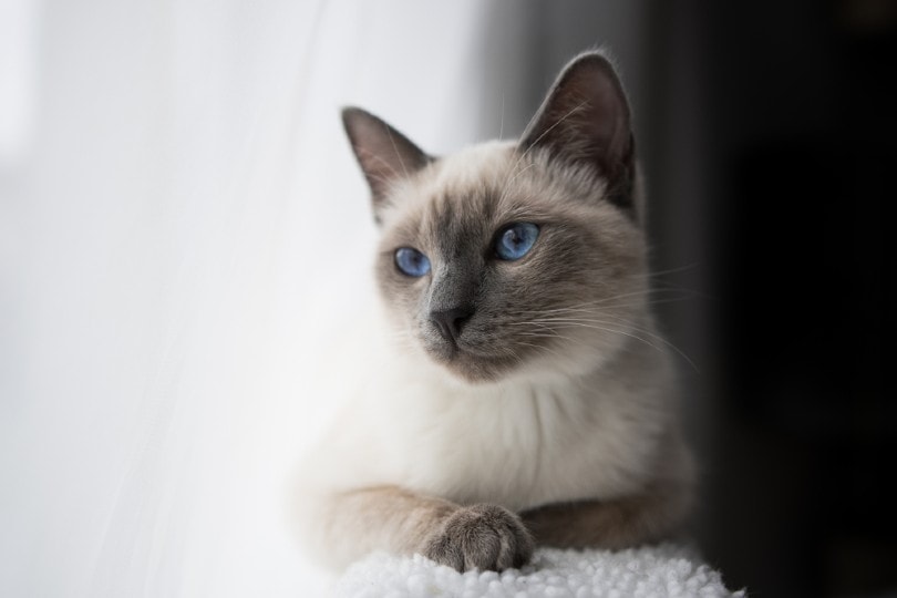 Blauwe punt Siamese kat die bij het raam ligt
