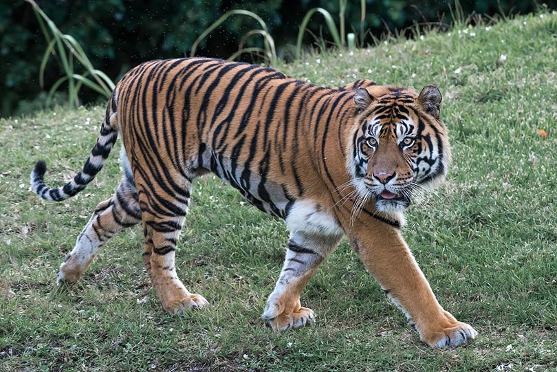 een tijger die over gras loopt