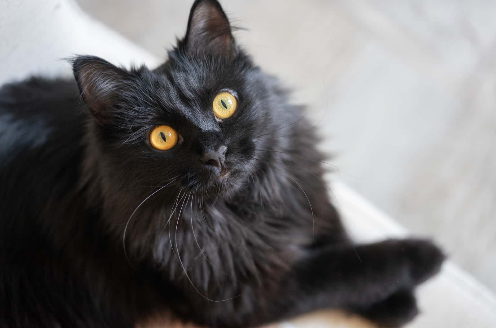 zwarte kat zittend op wit bed