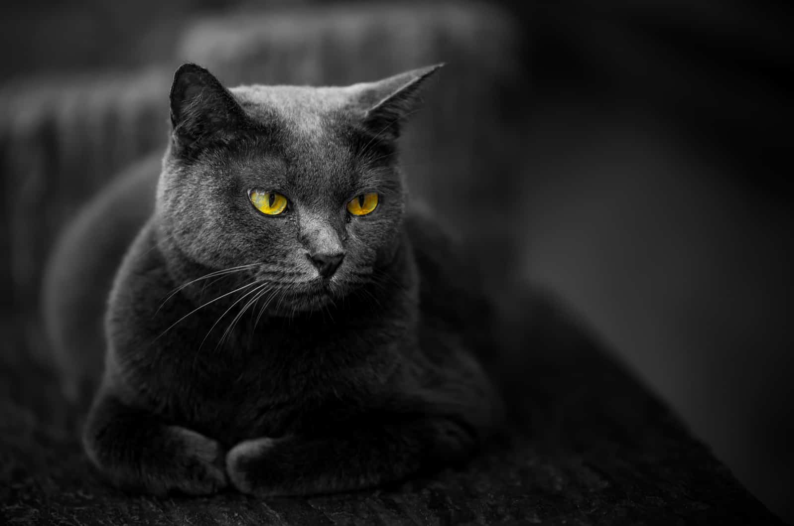 zwarte kat poseert en kijkt weg