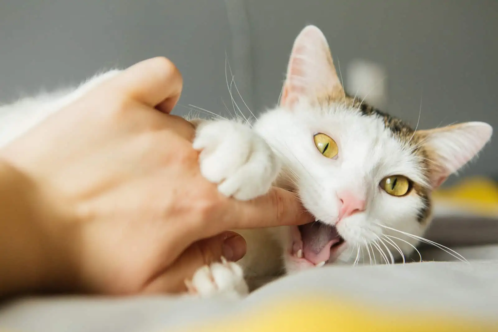 kat bijt vinger van eigenaar