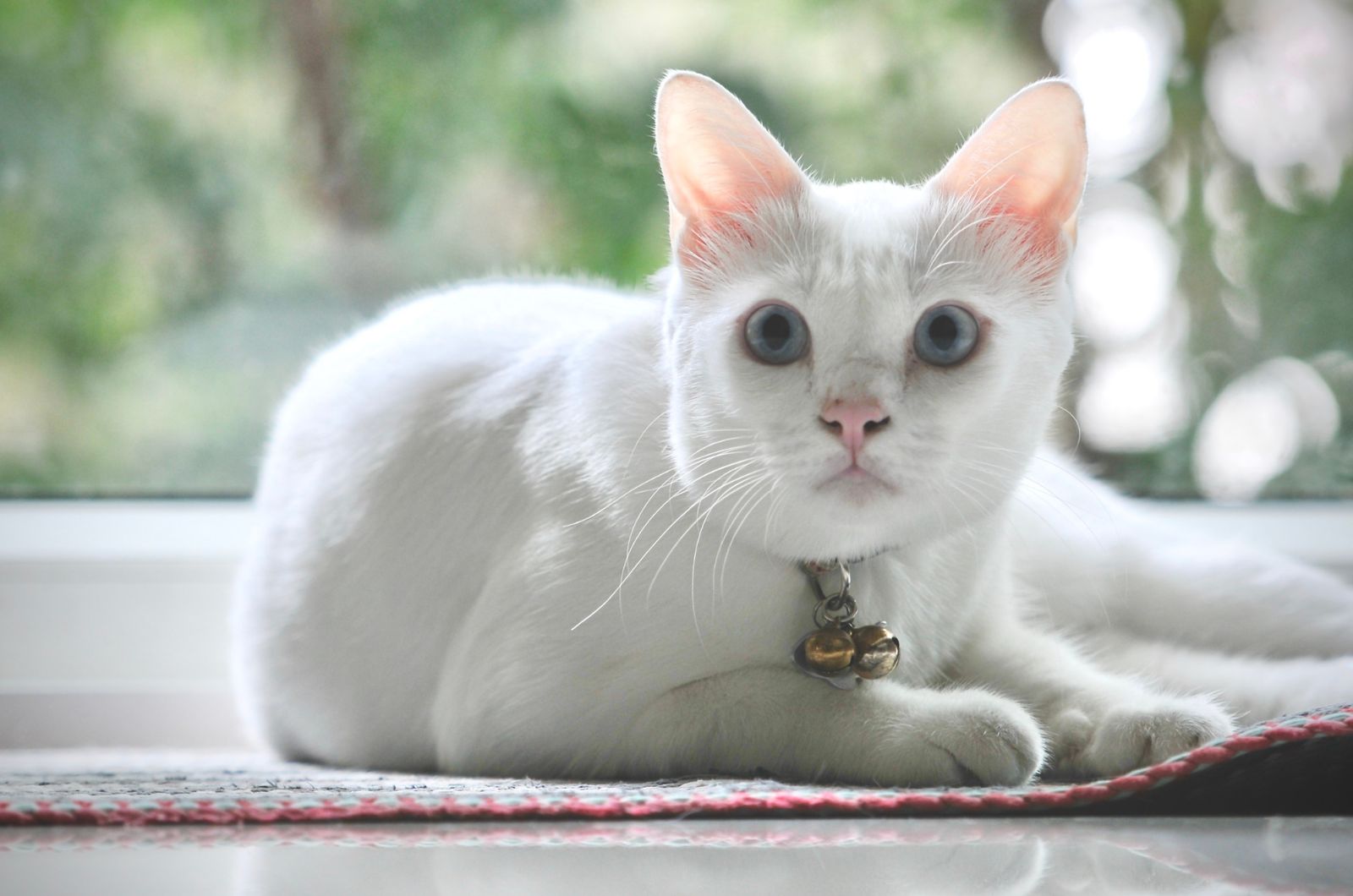 Witte kat zittend op de vloer