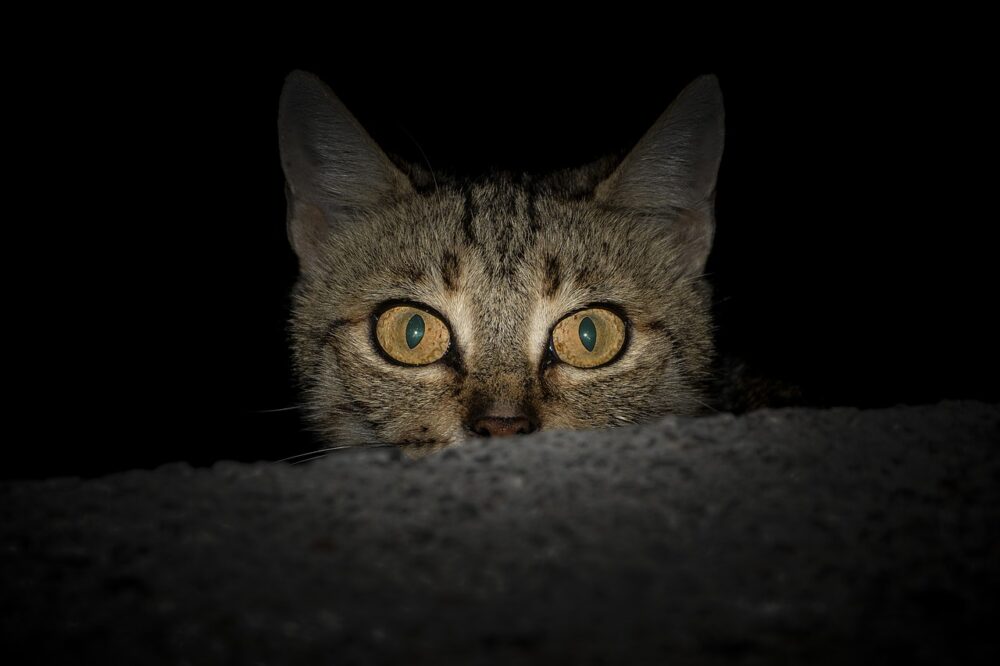Kat in het donker