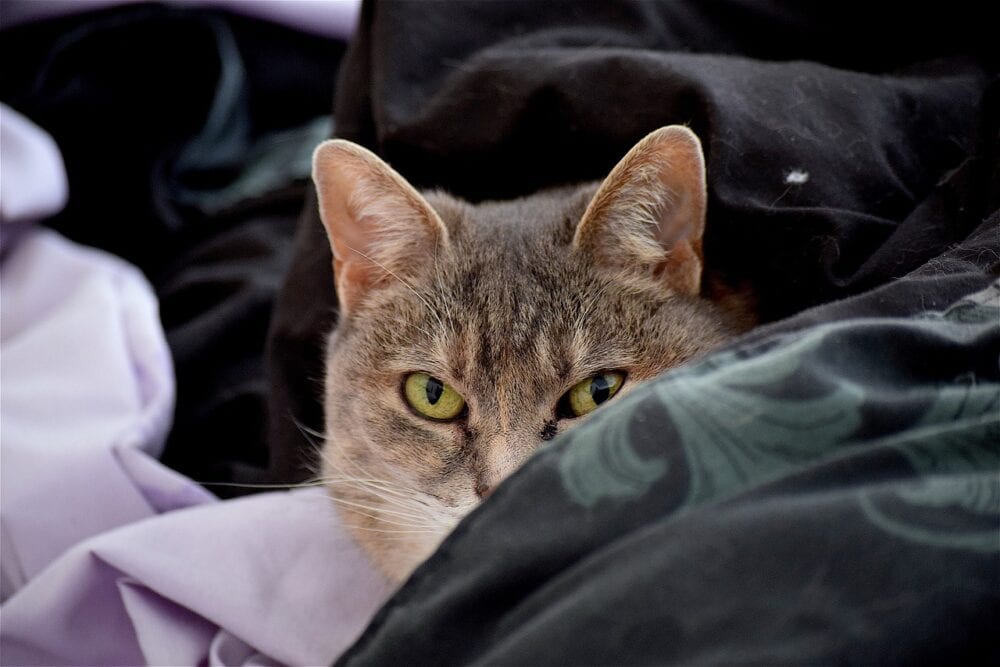 Cat in sheets