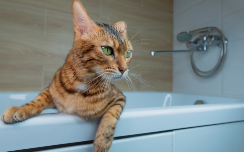 Moet de kat in bad na het zwemmen?