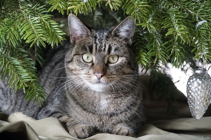 kat ligt onder kerstboom