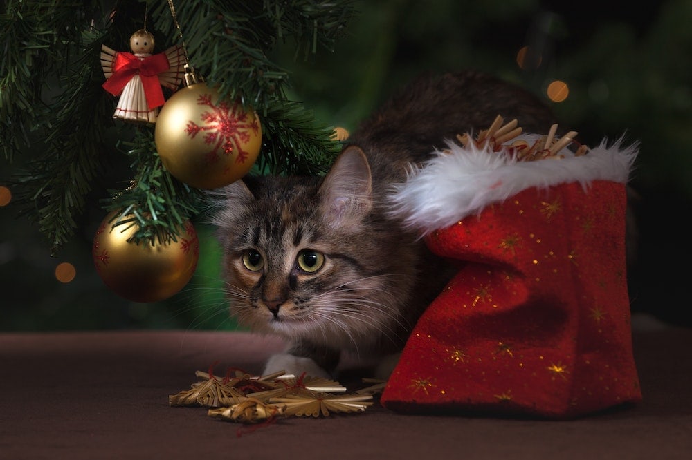 Kitten verstopt zich onder een kerstboom