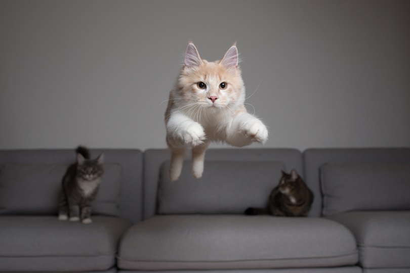 crèmekleurig-maine-coon-cat-jumping-over-the-couch_Nils-Jacobi_shutterestock