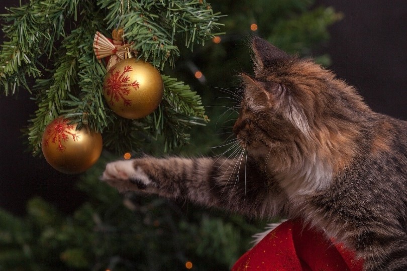 kat speelt met ornamenten op kerstboom