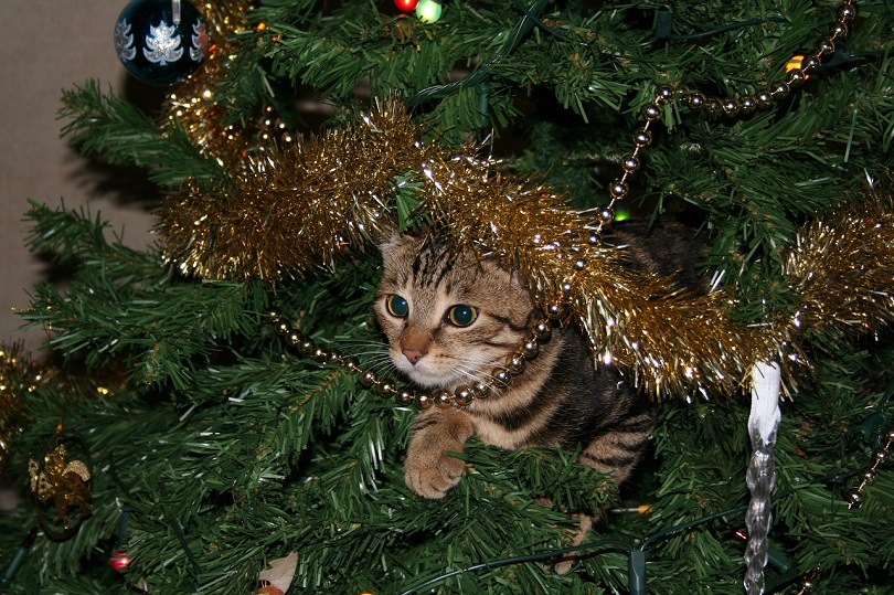 kerstboom met kat
