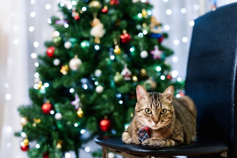 zelfgemaakte grijze tabby kat in een geruite das met een kerstboom