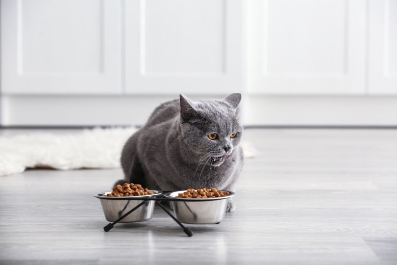 grijze kat die voedsel eet