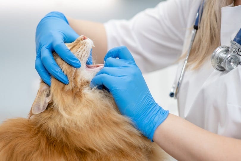dierenarts controleert tanden van de maine coon kat