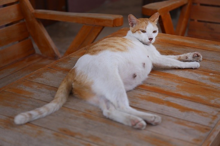 Zwangere witte kat