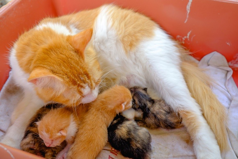 Moederpoes die kleine kittens borstvoeding geeft