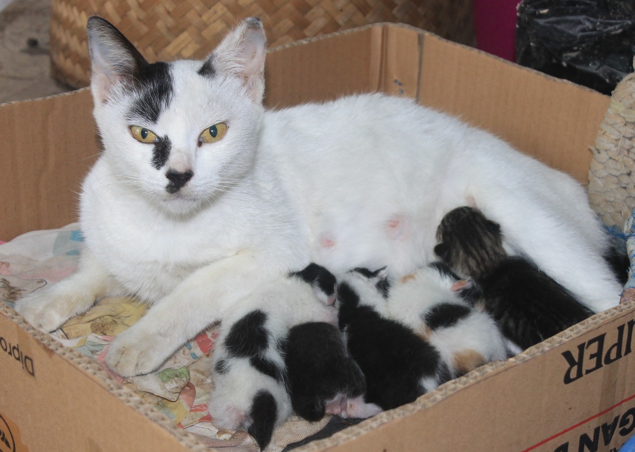 moederpoes en kittens in een doos