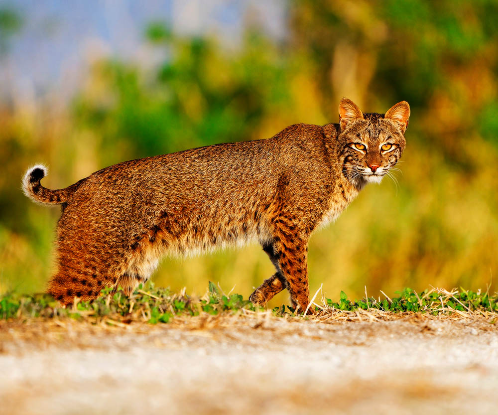 Wilde-bobcat-in-Florida_William-Falla_Shutterstock