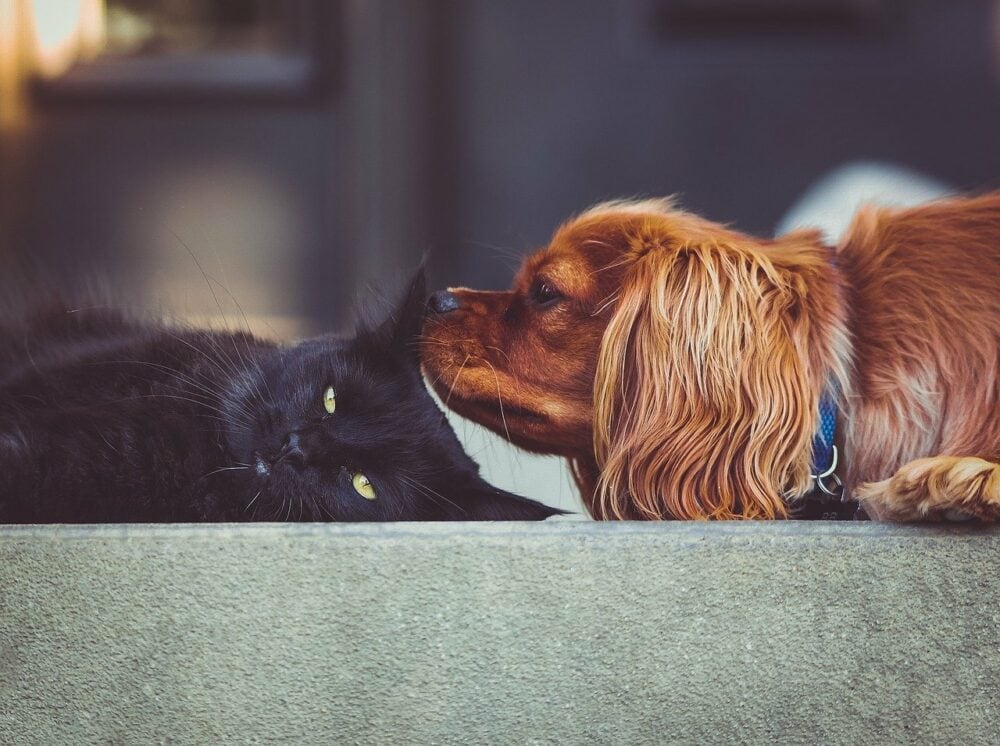 Zwarte kat en bruine hond
