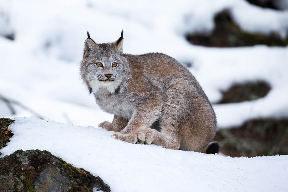 Canada lynx winter