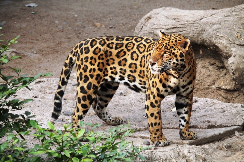 jaguar staand op de grond