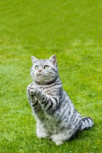 waarom maken katten een biddende of smekende beweging met hun poten