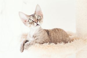 beste kattenboom met hangmat schattige kat zittend in een mand