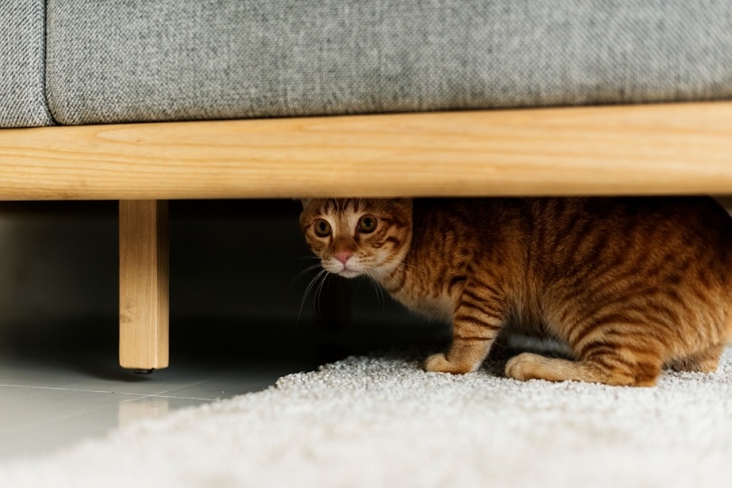 een kat verstopt zich onder een bank