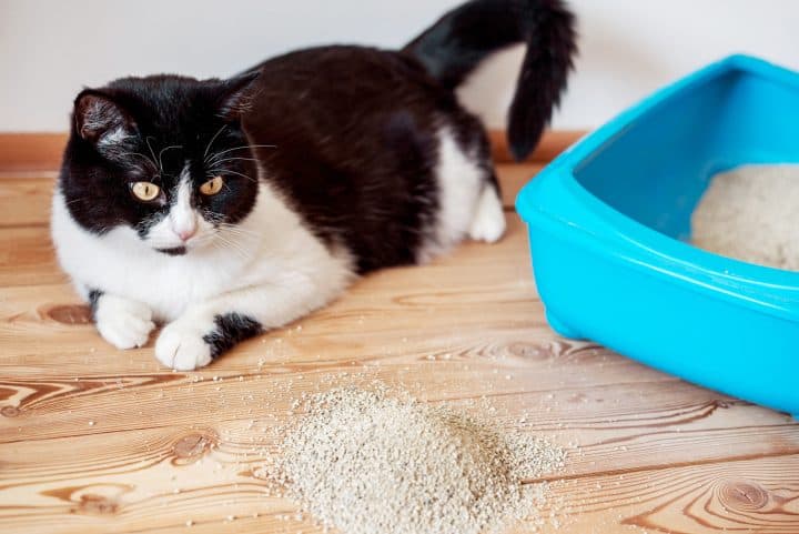9 Beste Kattenbakvulling voor kleine appartementen