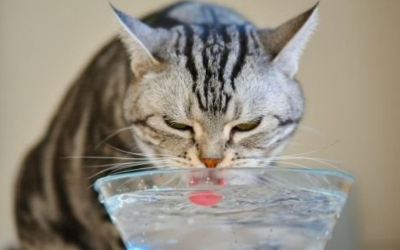 Drinken katten melk of water?