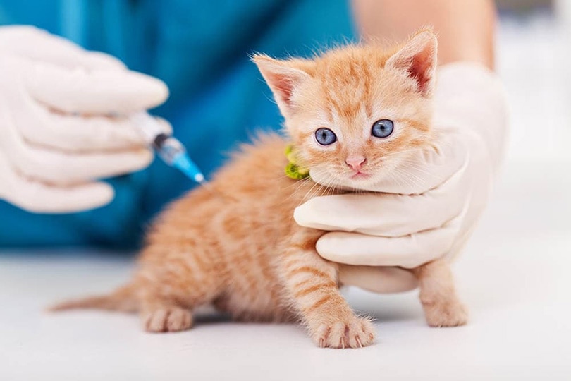 dierenarts geeft kitten vaccin
