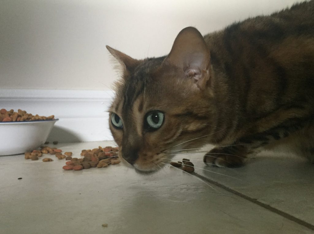 Hoe één kat in een huishouden met meerdere katten op dieet te zetten