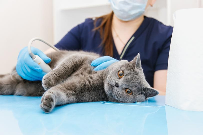 Kat met een echografie in dierenkliniek