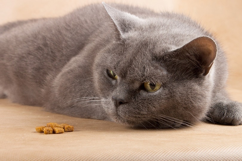 kat weigert droge brokjes te eten